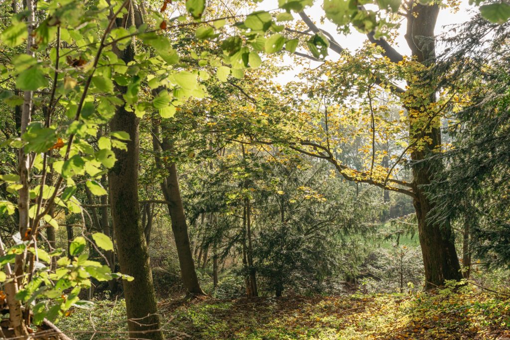 Natürliche Vegetation aus verschiedenen Bäumen und Sträuchern im Naturdenkmal Geisla 