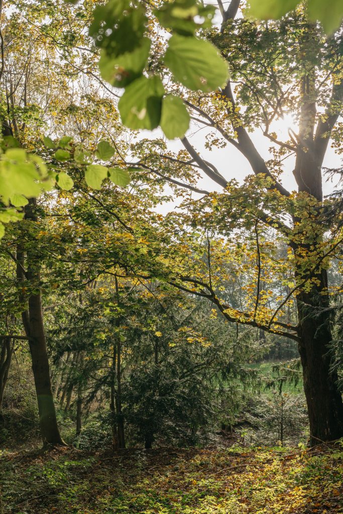 Natürliche Vegetation aus verschiedenen Bäumen und Sträuchern.