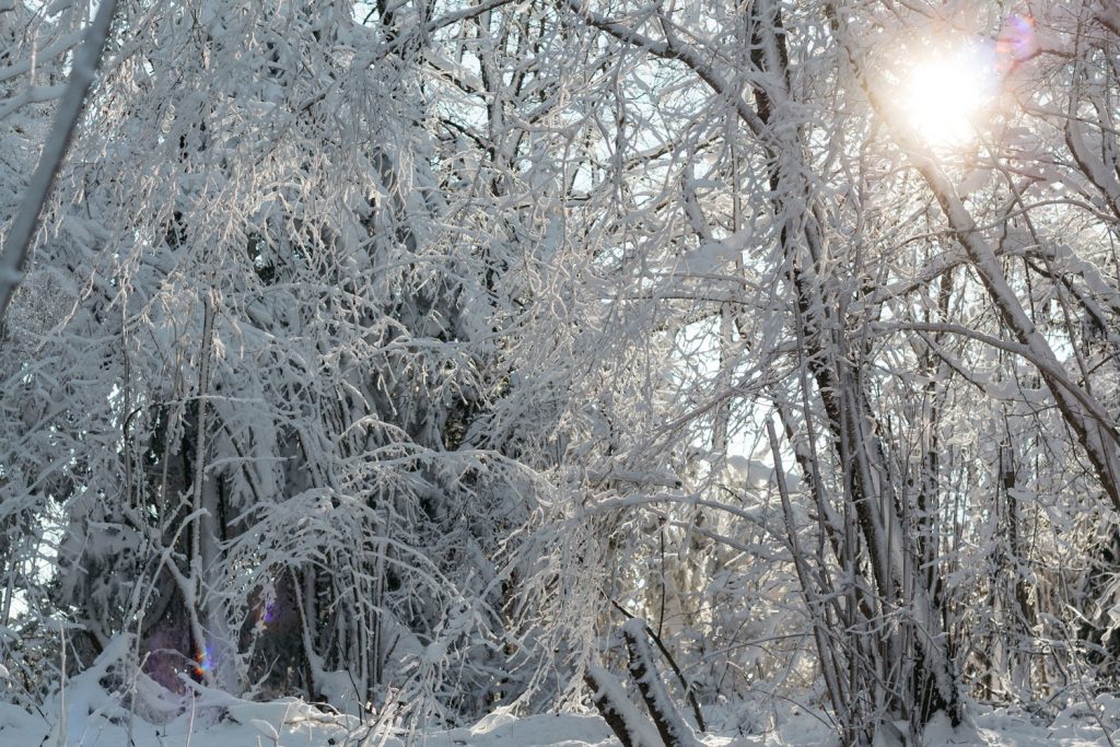 Verschneite Bäume im Naturdenkmal Geisla