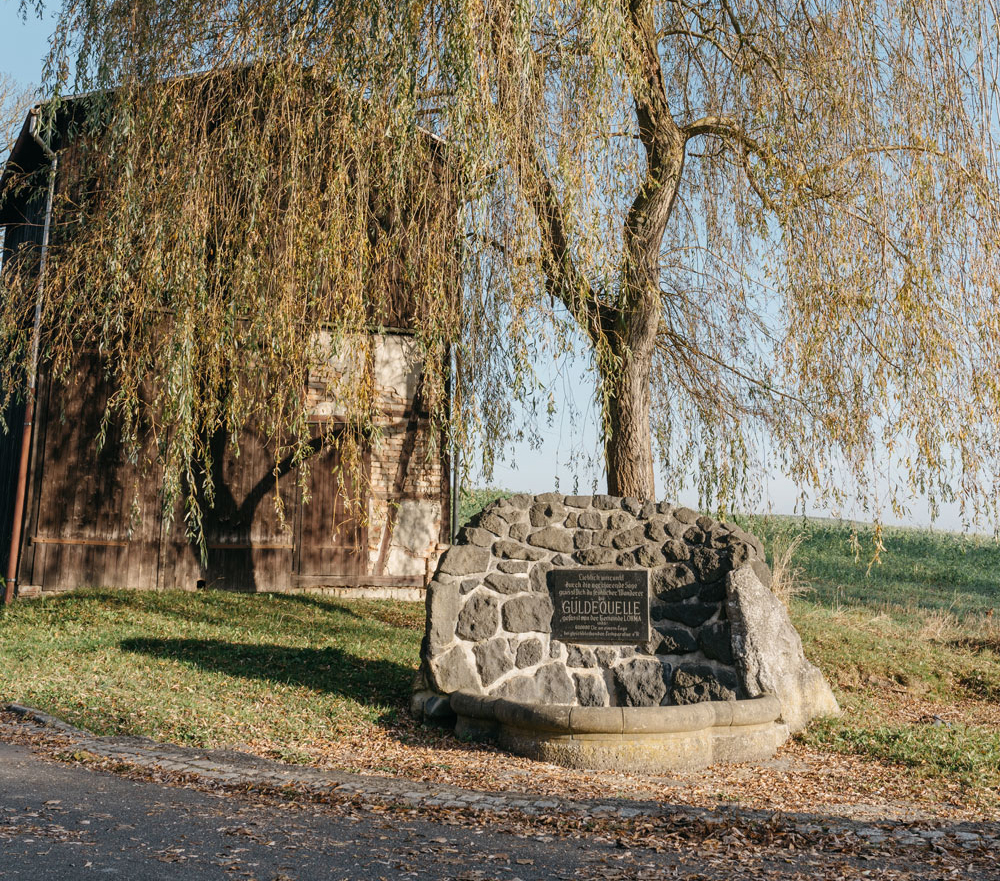 Güldequelle mit Weidebaum im Hintergrund.