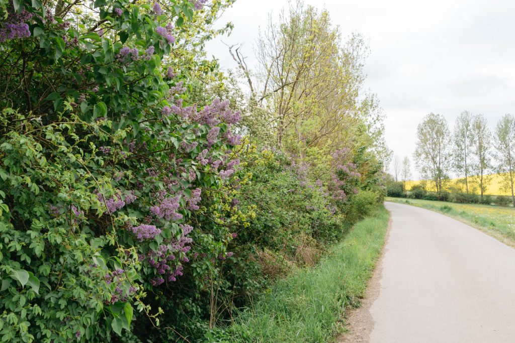 Blühende Fliederbüsche am Wegrand, gelbes Rapsfeld im Hintergrund