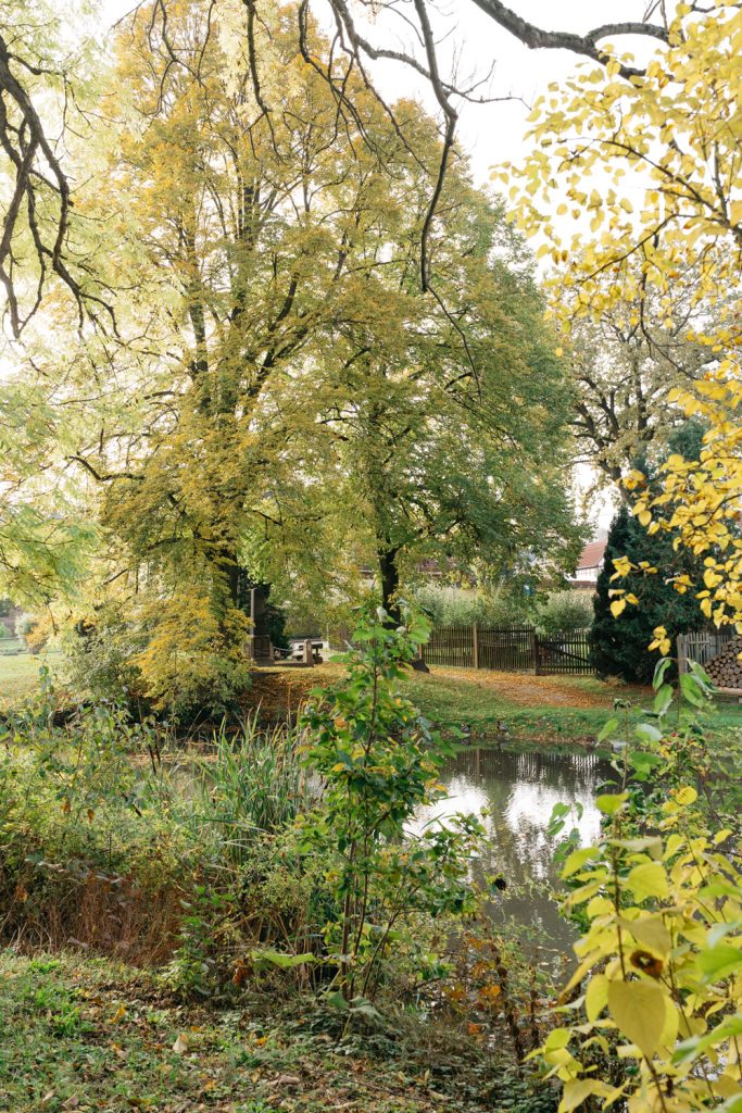 Dorfteich umgeben von Bäumen und Sträuchern in gelb-grünem Herbstlaub.