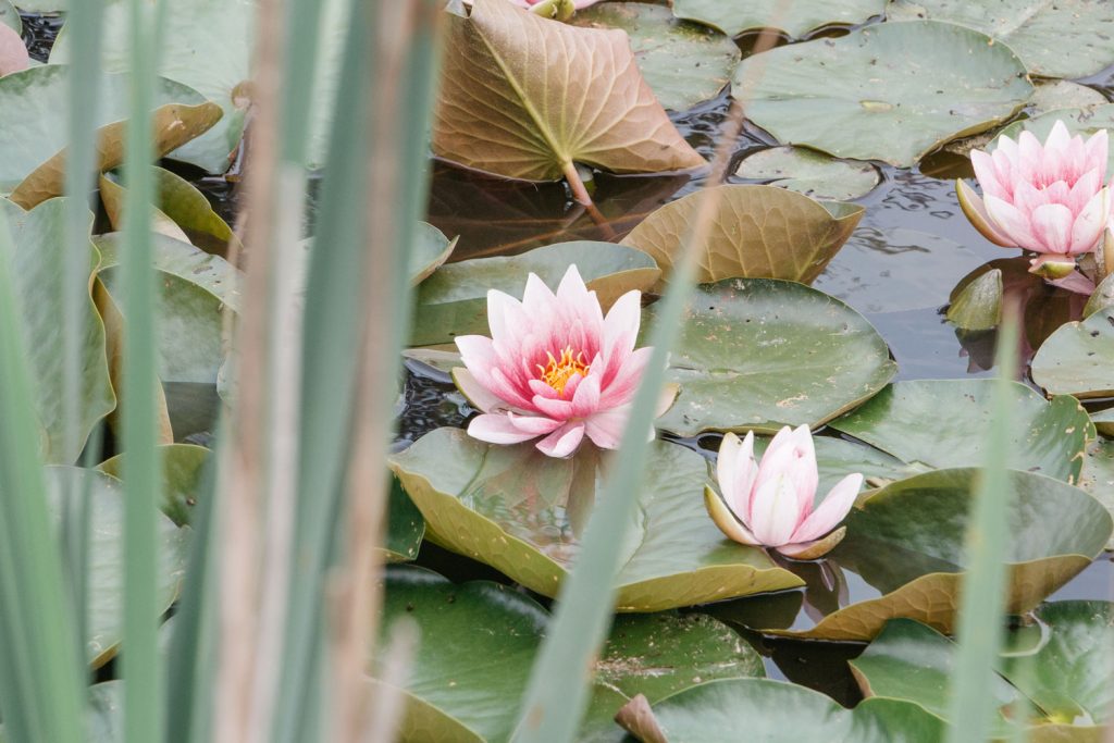 Zwei rosa blühende Seerosen auf dem Wasser umgeben von Seerosenblättern.