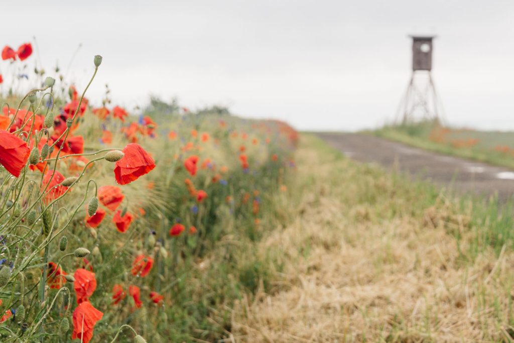 Sommerlandschaft mit blühendem Mohn am Feldweg und Jagdunterstand im Hintergrund. 