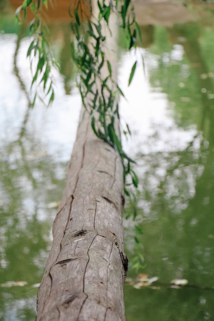 Holzpfahl liegt über dem Wasser, im Vordergrund hängen Weidenäste