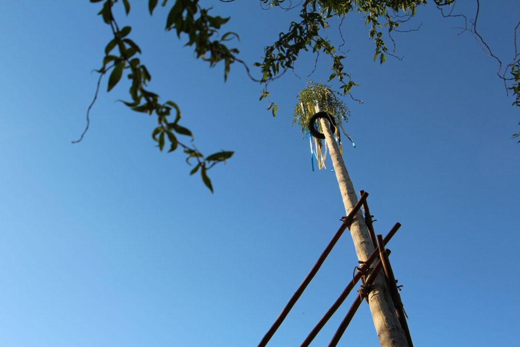 Maibaumbirke mit bunten Schleifen ist an einem hohen Holpfahl befestigt, der Himmel ist strahlend Blau.